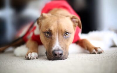 The Light at the End of the Shelter: Ruger’s First Real Christmas