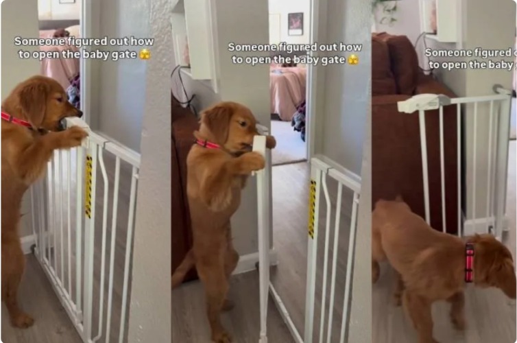 Locked Doors Are No Match for This Genius Puppy: The Viral Moment a Golden Retriever Outsmarted a Gate