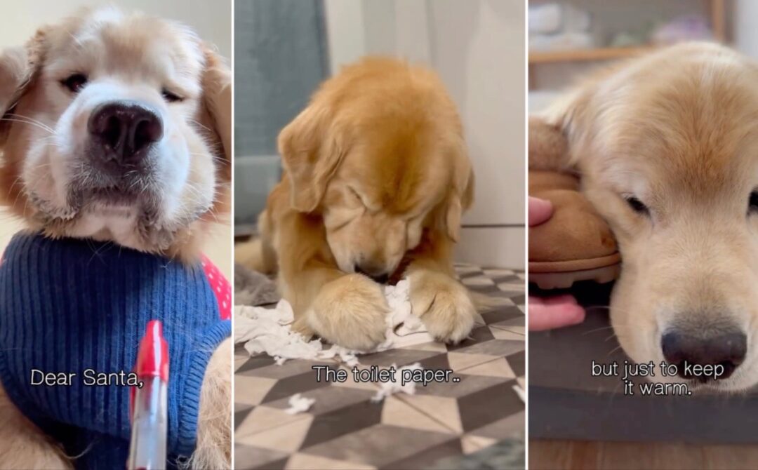 Toilet Paper, Slippers & Cookies — Dog’s Hilarious Case for Nice