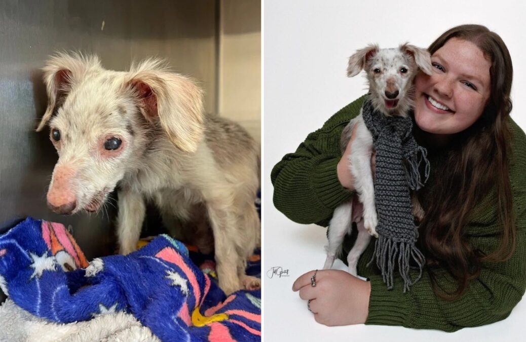 Unresponsive and at Death’s Door — This 12-Year-Old Pup Got a Miracle