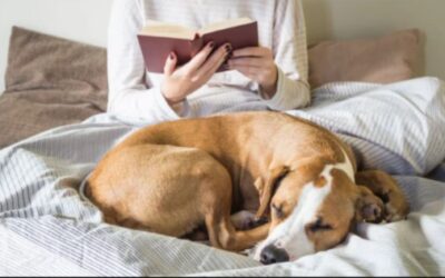 Why Sleep Is More Than Rest for Dogs — It’s the Key to Health and Happiness