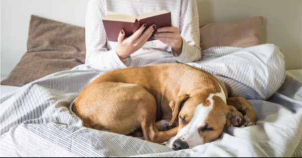 Why Sleep Is More Than Rest for Dogs — It’s the Key to Health and Happiness