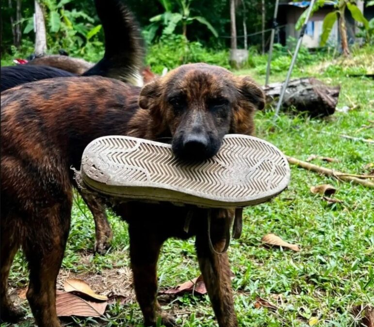 Every Day a Gift: The Stray Dog Who Gave Her Rescuer More Than Kindness