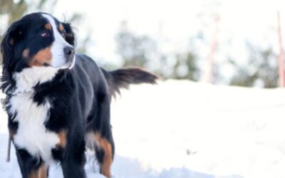 Snow, Sleds, and Snuggles: How to Keep Your Dog Happy and Active This Winter