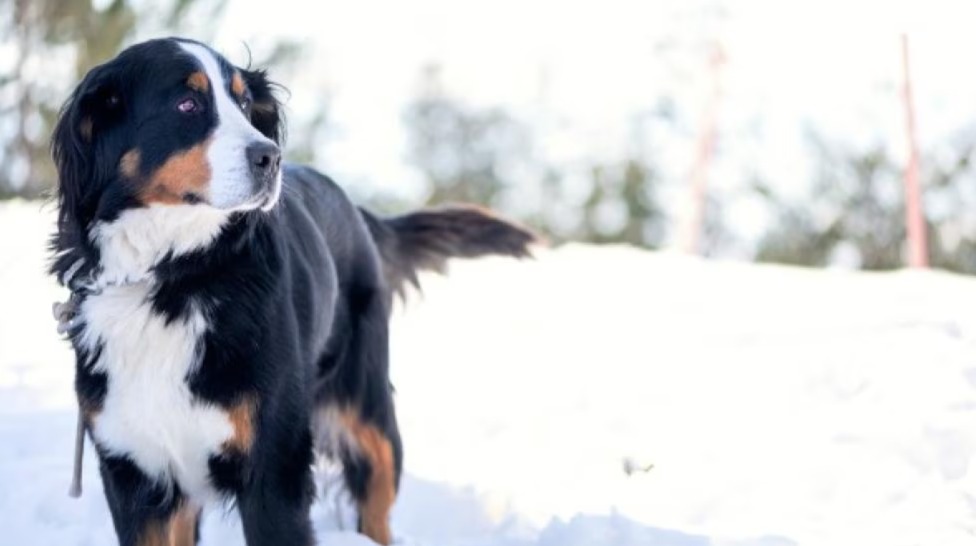 Snow, Sleds, and Snuggles: How to Keep Your Dog Happy and Active This Winter