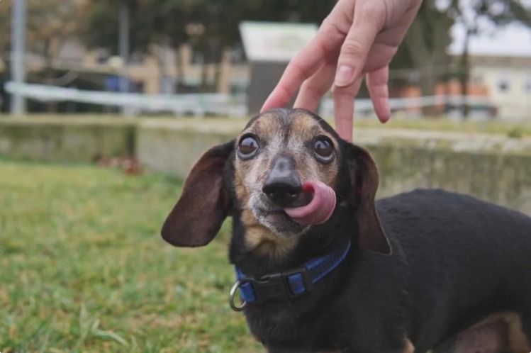 Tiny Dog, Big Heart: Sprout’s Journey to Comfort and Joy
