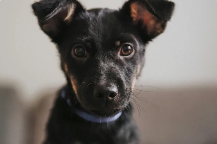 They Called It Euthanasia Day — Then Storm Took His First Steps