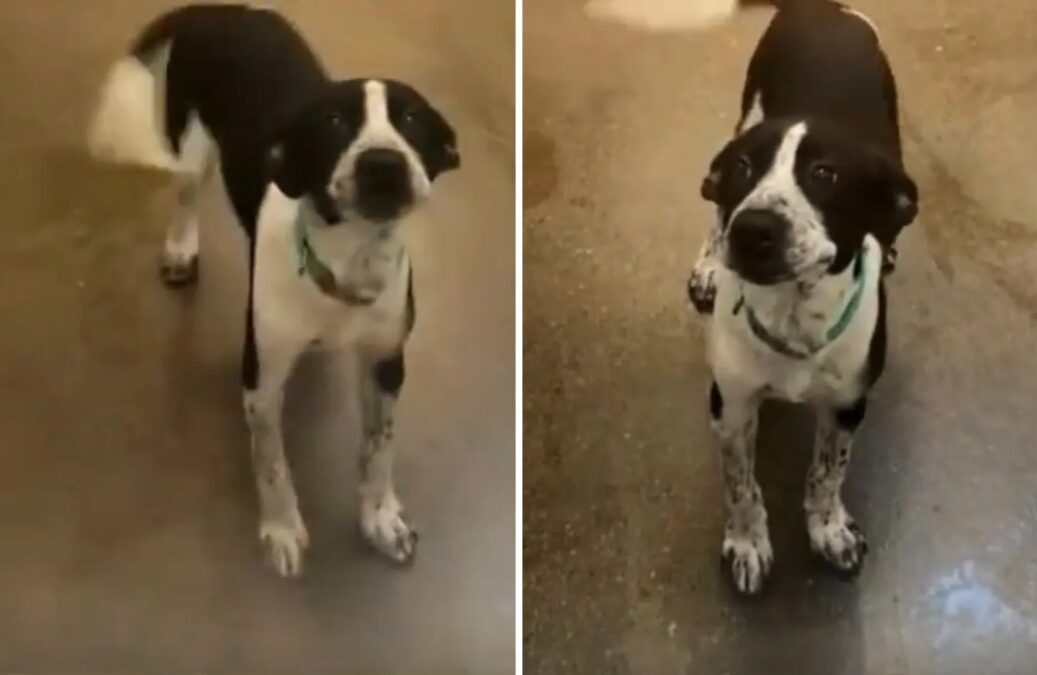 From Boredom to Bonded for Life: How One Shelter Visit Changed Everything