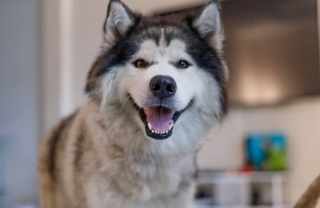 Dinner Dance Every Night: Meet the Three-Legged Husky Who Can’t Sit Still