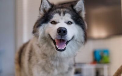 Dinner Dance Every Night: Meet the Three-Legged Husky Who Can’t Sit Still