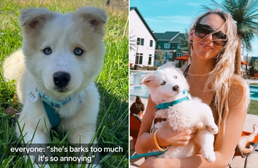 Third Time’s the Charm: The College Student Who Refused to Let a “Twice-Returned” Husky Mix Become a Shelter Statistic