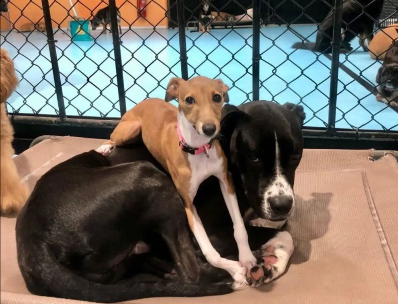 Tiny Pup, Big Plush Bed: Meet the Puppy Who Sleeps Only on Giant Fluffballs