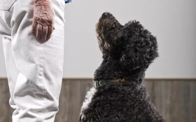 Teach This ONE Skill… And Your Dog Starts Listening Everywhere