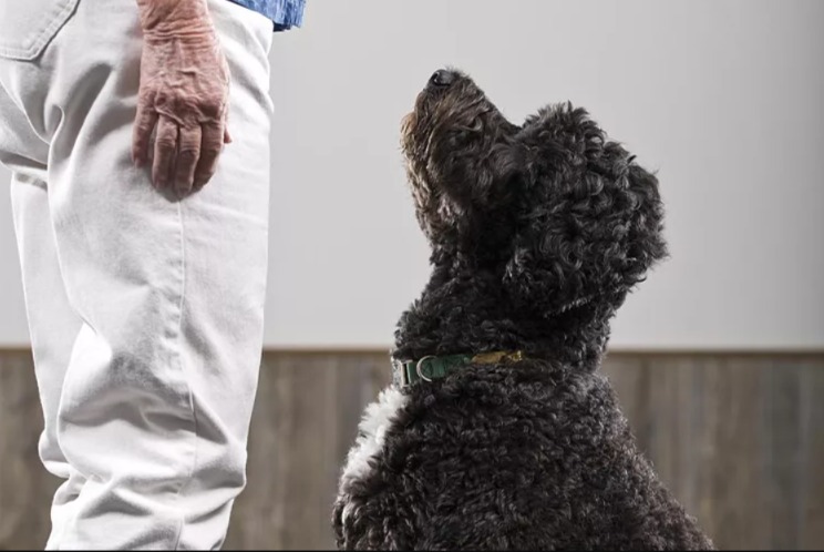 Teach This ONE Skill… And Your Dog Starts Listening Everywhere