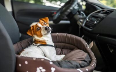 Pack, Prep, and Paws-Ready: Expert Tips to Travel Smoothly With Your Dog