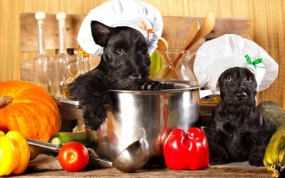 Homemade Dog Treats — Why, When & How to Do It Right