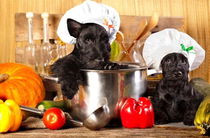 Homemade Dog Treats — Why, When & How to Do It Right