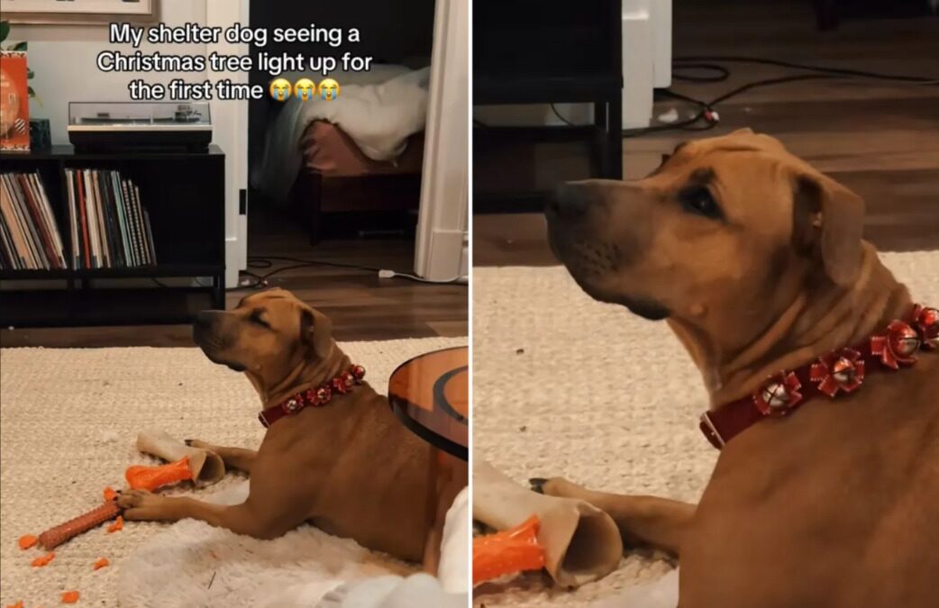 One Soft Woof, One Bright Tree: Rescue Pup Sees Christmas Magic for First Time