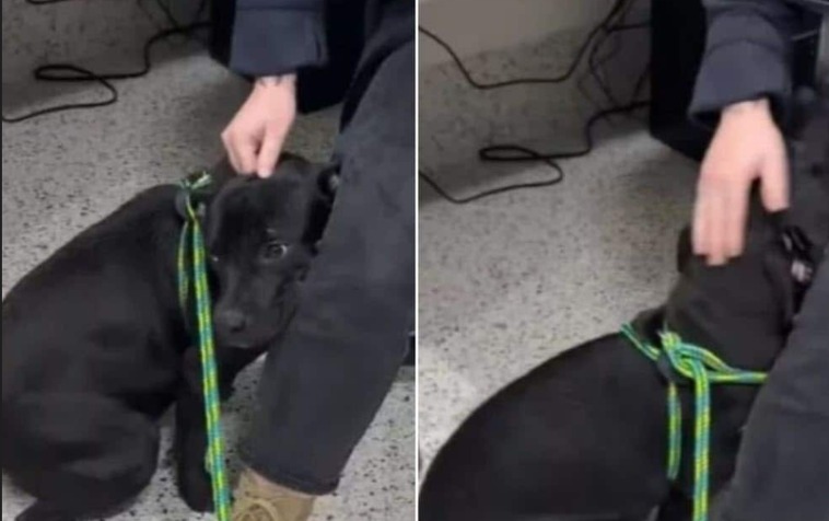 Alone at a Grocery Store, But Not Anymore — The Rescue of T-Rex