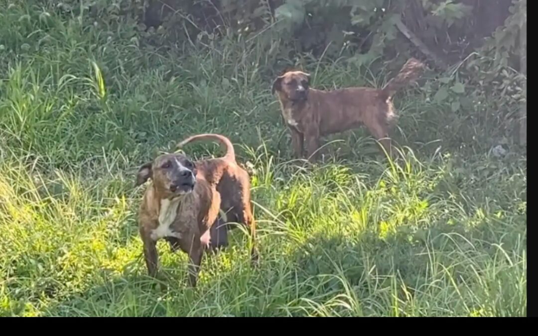 Two Moms, One Mission: A Beautiful Surprise in the Brush