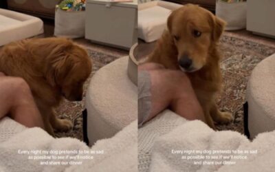 Sad Eyes and Sneaky Tricks: How One Dog Gets What He Wants