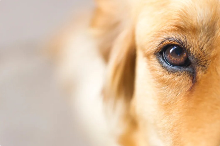 The Golden Rule: When Wally Demands a Hug, You Deliver