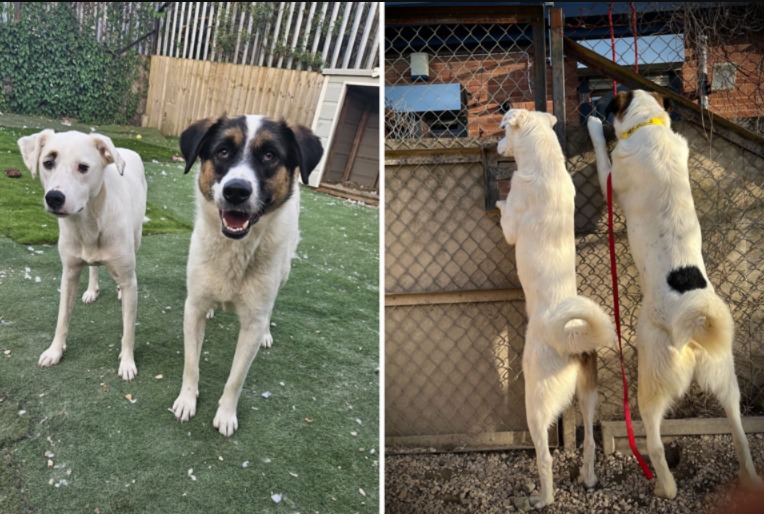 Heartbroken Shelter Pup Gets Her Miracle — When Her Brother Shows Up