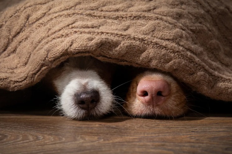 Patience, Love, and Nuzzles: The Unbreakable Bond Between Simon and His Chaotic Foster Sister