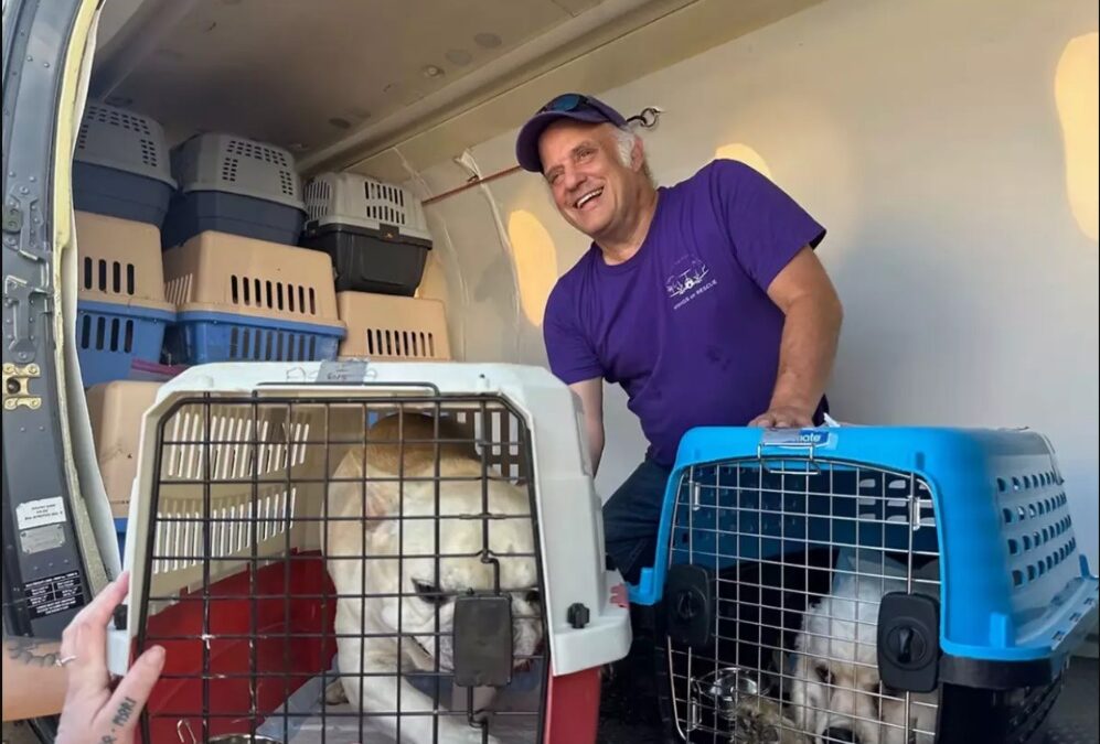 Planes Full of Paws: The High-Altitude Rescue Mission Changing Animal Lives