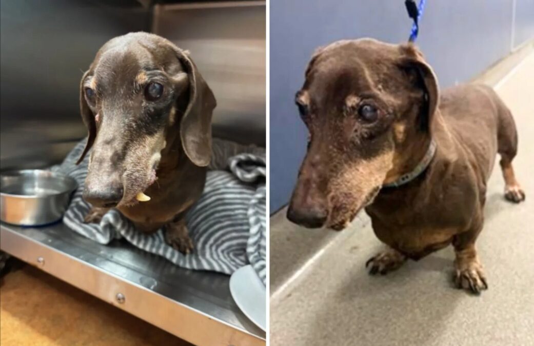 Left Behind After a Lifetime of Love — The Tragic Truth About a 16‑Year‑Old Dachshund