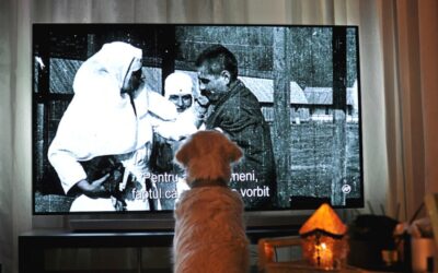 Why This Husky Couldn’t Look Away — A Dog’s Emotional Reaction to Old Yeller