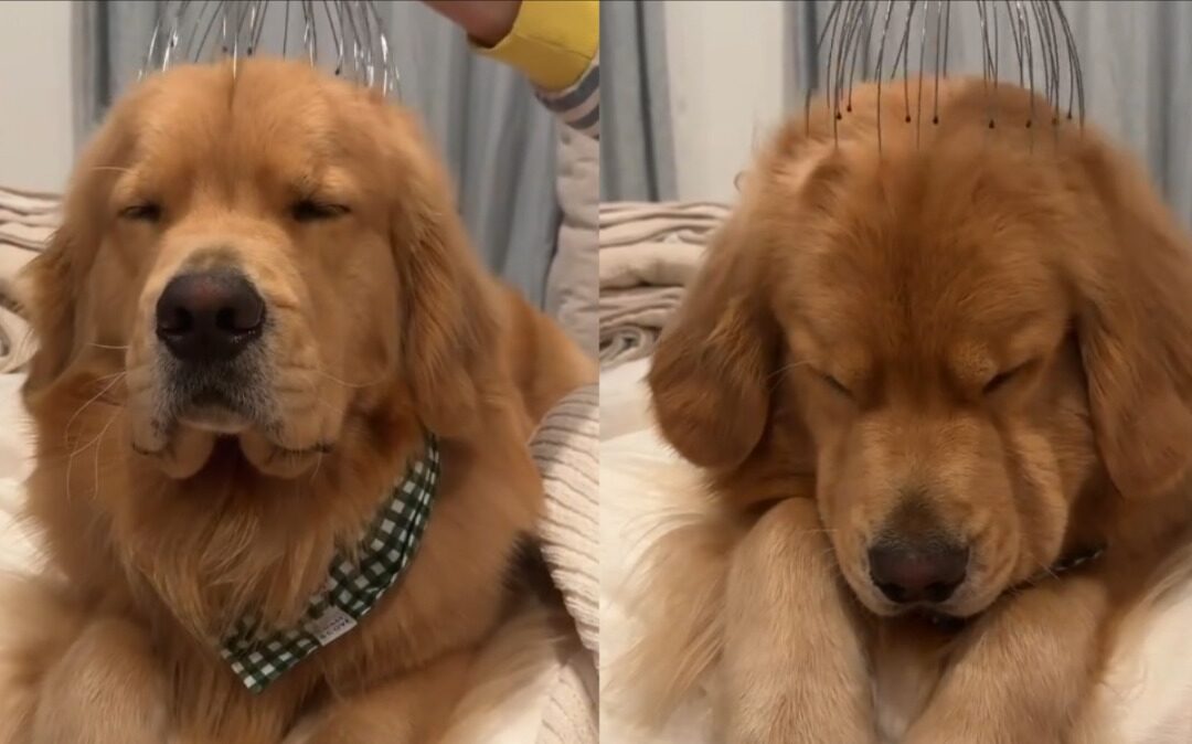 Golden Retriever Gets a Head Massage and the Internet Goes Wild