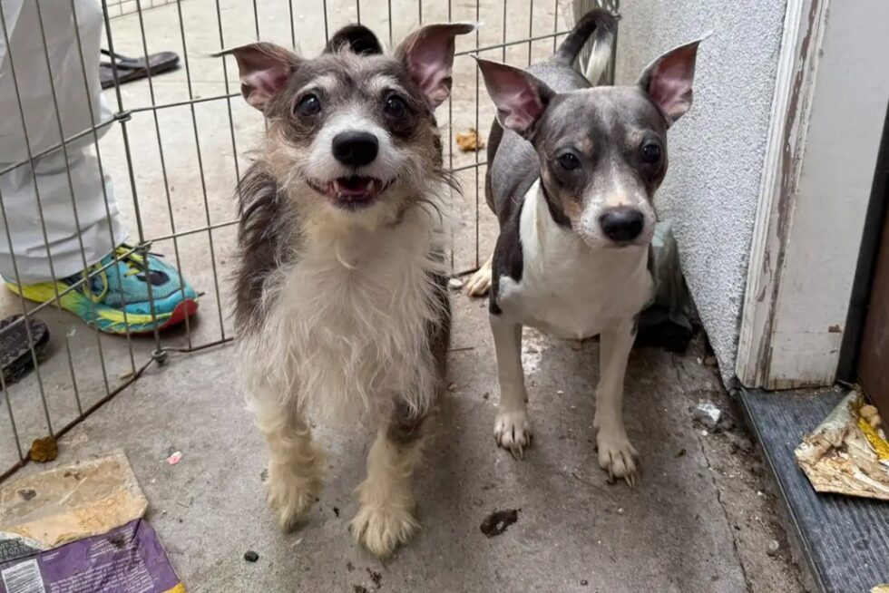From Filth and Fear to Hope: 40 Dogs Rescued in California Hoarding ...