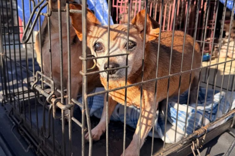 Inside the Rescue of 50 Dogs Found in Cramped, Filthy Trailer Conditions