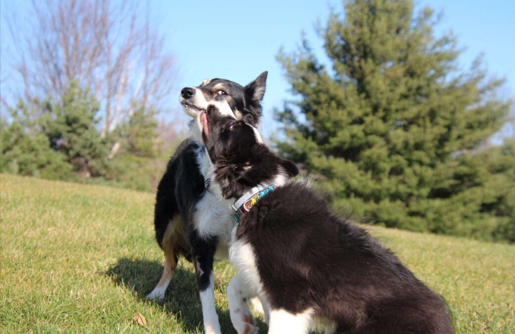 Understanding Polite Dog Play: How Dogs Signal, Respect, and Respond