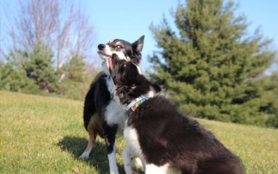 Understanding Polite Dog Play: How Dogs Signal, Respect, and Respond