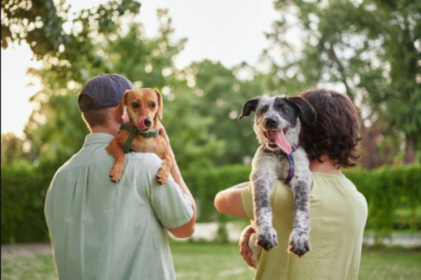 Brushes, Baths and Breakthroughs — The Nonprofit Transforming Shelter Dogs Into Family Pets