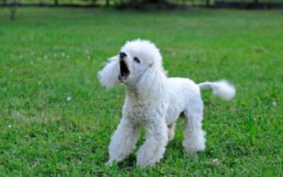 The Essential Guide to Preventing Dog Aggression Through Socialization, Health, and Trust