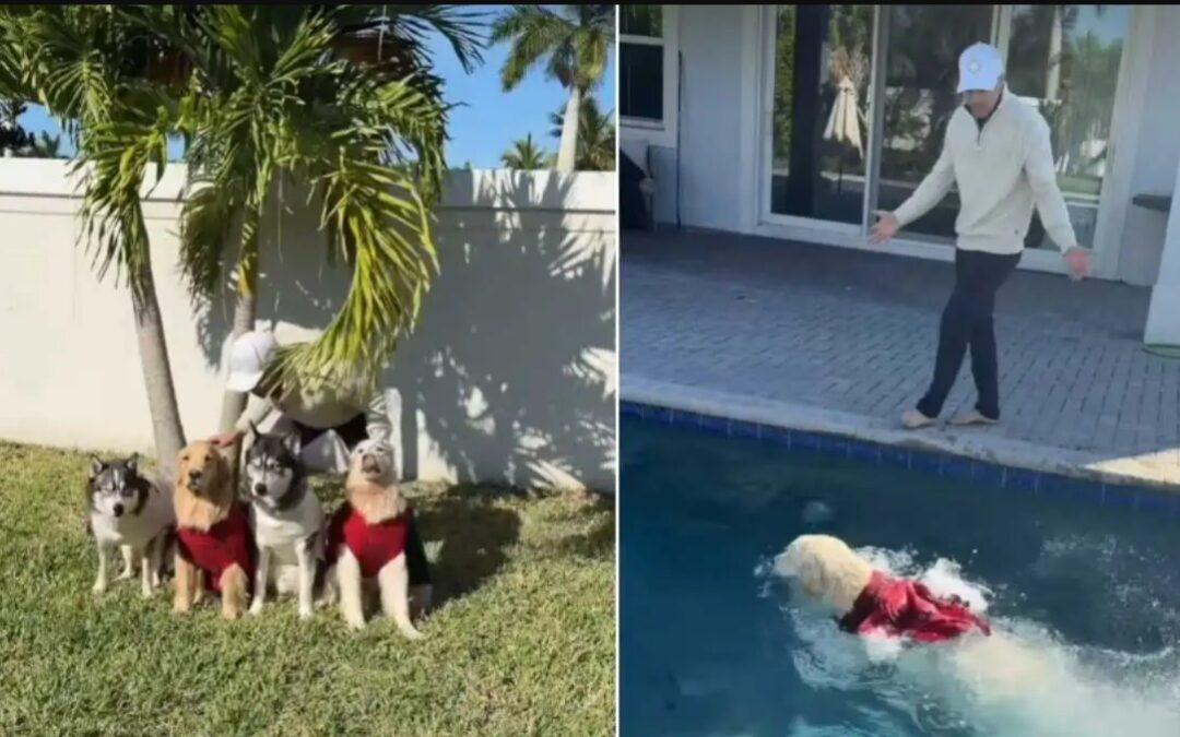 The Viral Video of a Golden Retriever Who Ditched a Family Photo for Pool Fun