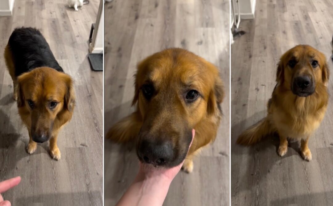 Meet Bear: The Golden Shepherd Who Watches Over His Family Like a True Guardian