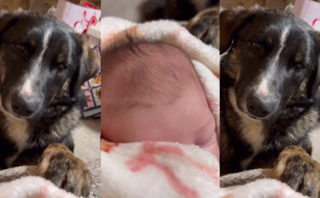 The Heart‑Melting Moment a Big Dog Met a Newborn and Stayed Right There