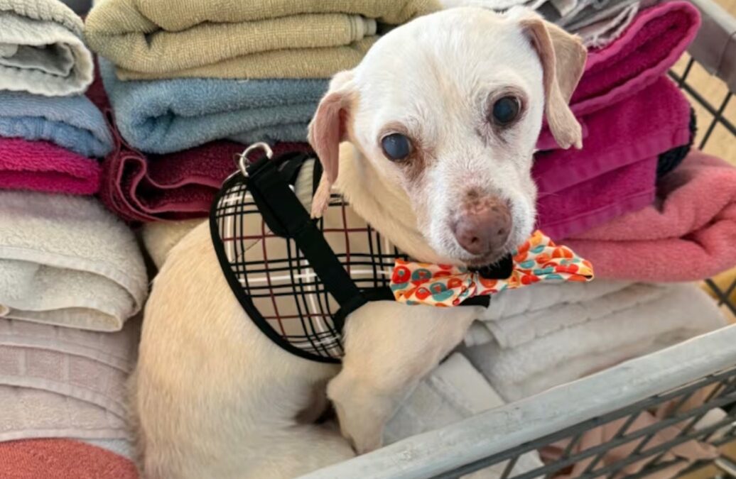 From Shelter Life to Coffee Shop Joy — This Senior Pup Found a New Favorite Treat