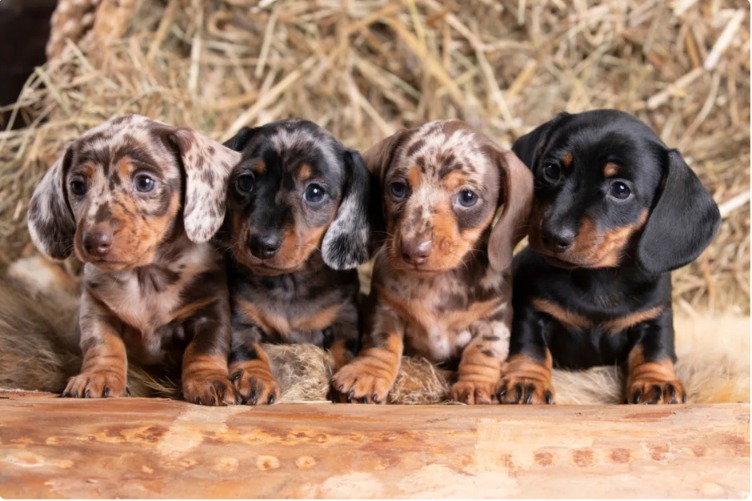 Dachshund Mom and Her “Little Sausage Army” Charm Viewers Everywhere