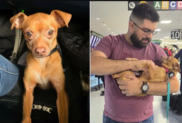 A Thousand Miles and Five Years Later: The Miraculous Return of Bella the Chihuahua