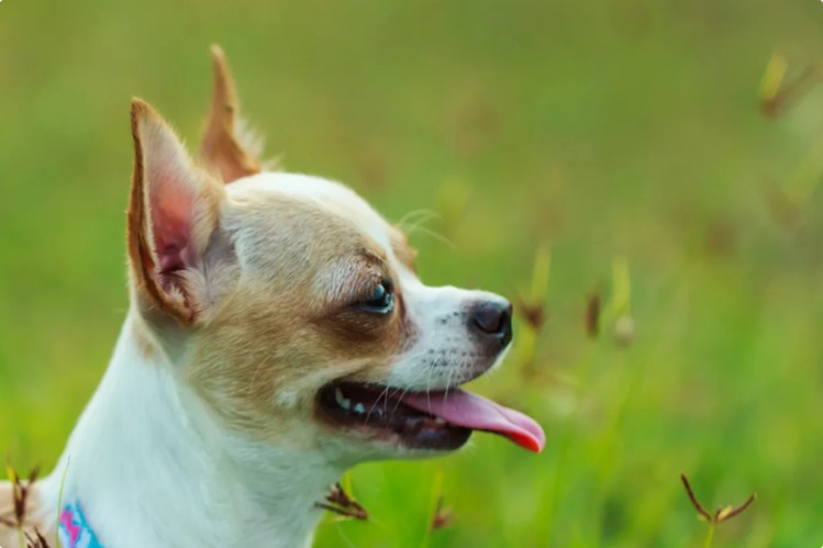 How One Little Dog Chose Her Family — and Wiggled Her Way In