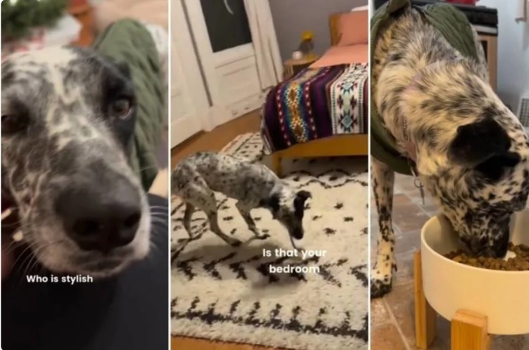 From Shelter Fear to Joyful Strides: One Dog’s Holiday Breakthrough