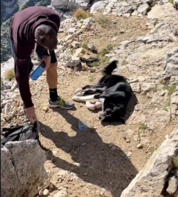 Hikers Reach Mountain Summit And Find Injured Dog Who Cannot Move