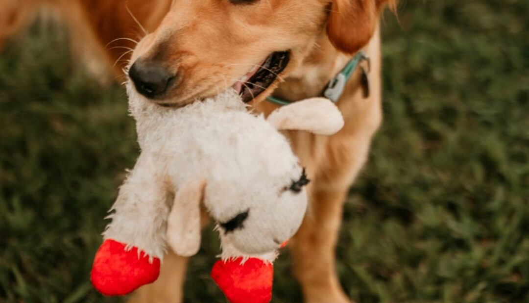 Neglected for Nine Years, This Golden Retriever Finally Found Joy — and a Favorite Toy