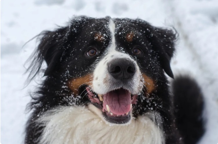 The Incredible Story of a Bernese Mountain Dog Leading His Family to Save a Lost Senior Dog