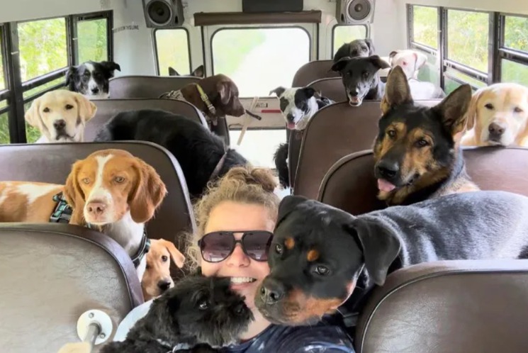 The Bus That Brings 24 Dogs a Day to Their Happy Place